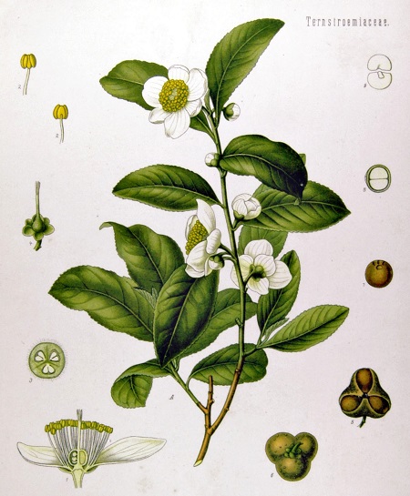 Camellia sinensis (çay bitkisi)