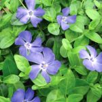 istilacı bitki türleri