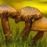 Mantarlar neden bitkilerden çok insanlara yakındır?