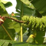 İlk topraksız muz Hollanda'da yetiştirildi