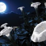 Ay'da yetişen ilk bitki sıcak havaya yenildi