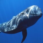 kısa yüzgeçli pilot balina