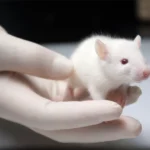 gen değiştirme albino fare