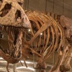 Dünyanın en büyük T. Rex dinozor fosili ile tanışın