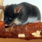 pygmy dormouse kör fare