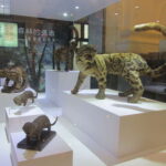 Nesli tükendiği düşünülen Leopar Tayvan'da görüldü