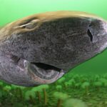 Somniosus microcephalus