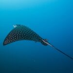 Benekli kartal vatozu spotted eagle ray