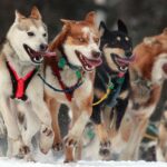 Iditarod kızak yarışı