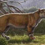 dev sırtlan Simbakubwa kutokaafrika