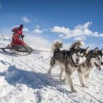 Husky sıcak iklimde yaşar mı? Bilmeniz gerekenler