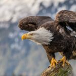 kel kartal bald eagle