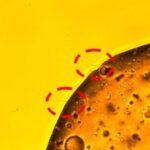 Petrol yiyen bakteri mikroskobu