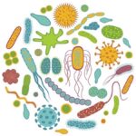 probiyotik türlerinin özellikleri