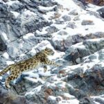 kar leoparı snow leopard