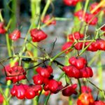 Bishops-Crown-Pepper-e1456687870144