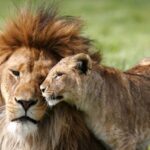 afrika aslanı