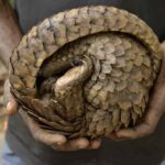 pangolin hayvan