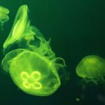 Yeşil floresan proteini