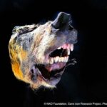 buz devri kurt basi 21