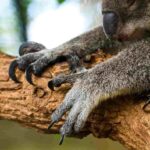 koalalar koala