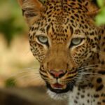 leopar