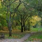 En çok yeşillik olan şehirler: Dünya'daki 34 büyük şehrin verisi