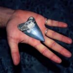 köpekbalığı-dişi