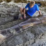 sauropod dinozor kemiği