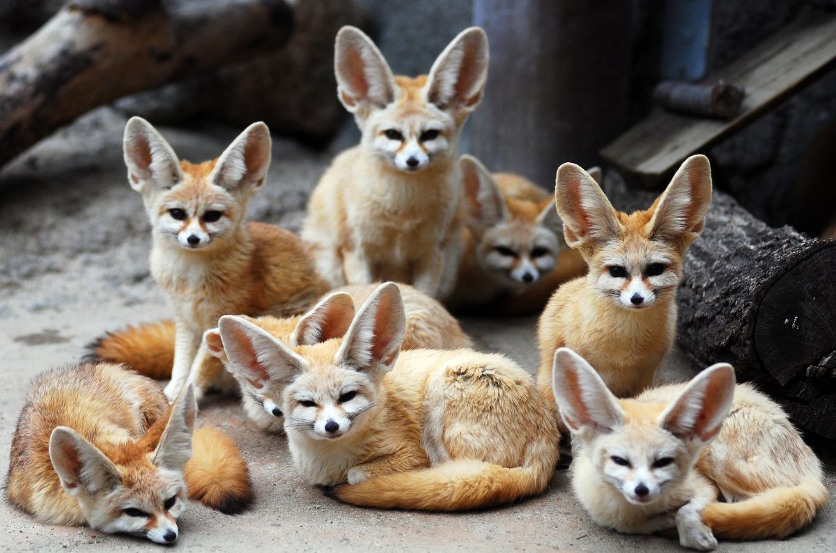 Çöl Tilkisi (Fennec): Özellikleri, Habitat, Beslenme ve Yavrular 2 çöl tilkisi fennec