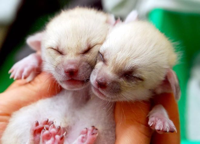 Çöl Tilkisi (Fennec): Özellikleri, Habitat, Beslenme ve Yavrular 4 çöl tilkisi