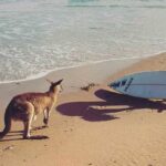 cropped avustralya 1