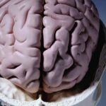 cropped beyaz madde gri madde beyin