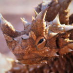 dikenli kertenkele 3