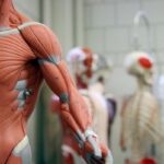 vücudun yüzde kaçı kas