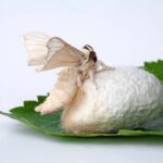 kozadan çıkan kelebek