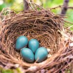 kuş yumurtası