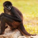 orumcek maymunu siyah