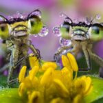 Böcekler sesleri duyabilir mi?