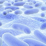 Lactobacillus plantarum (L. plantarum)'un yararları ve kullanım şekli