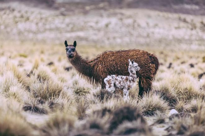 Lamalar (Lama glama) - Habitat, Davranış, Beslenme ve Özellikler 3 lama