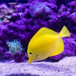 balıkların ses çıkardığı bulundu