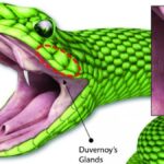 mikro iğneleme yılan dişi