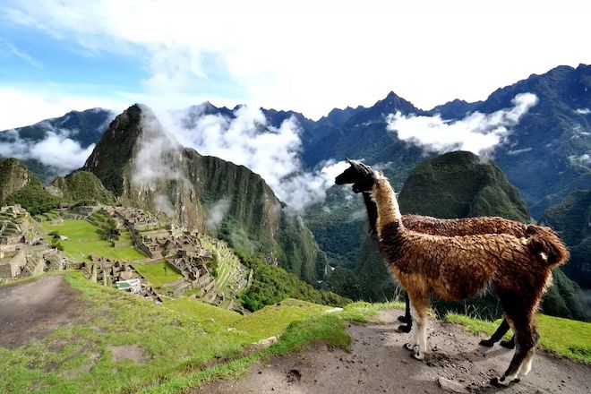 Alpaka (Vicugna pacos) - Dünyanın En küçük Devesi 2 alpaka, Peru, Machu Picchu