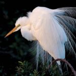 büyük ak balıkçıl