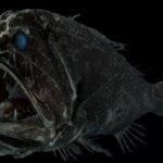 fangtooth balığı Anoplogaster cornuta