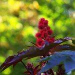 risin hint yağı bitkisi kene otu