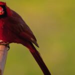 Kardinal kuşu (Cardinalis cardinalis)