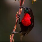 kızıl gerdanlı güneş kuşu