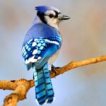 Mavi alakarga (Cyanocitta cristata)